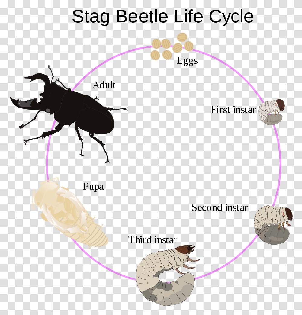 Life Cycle Stag Beetle Larvae, Bow, Animal, Accessories, Accessory Transparent Png
