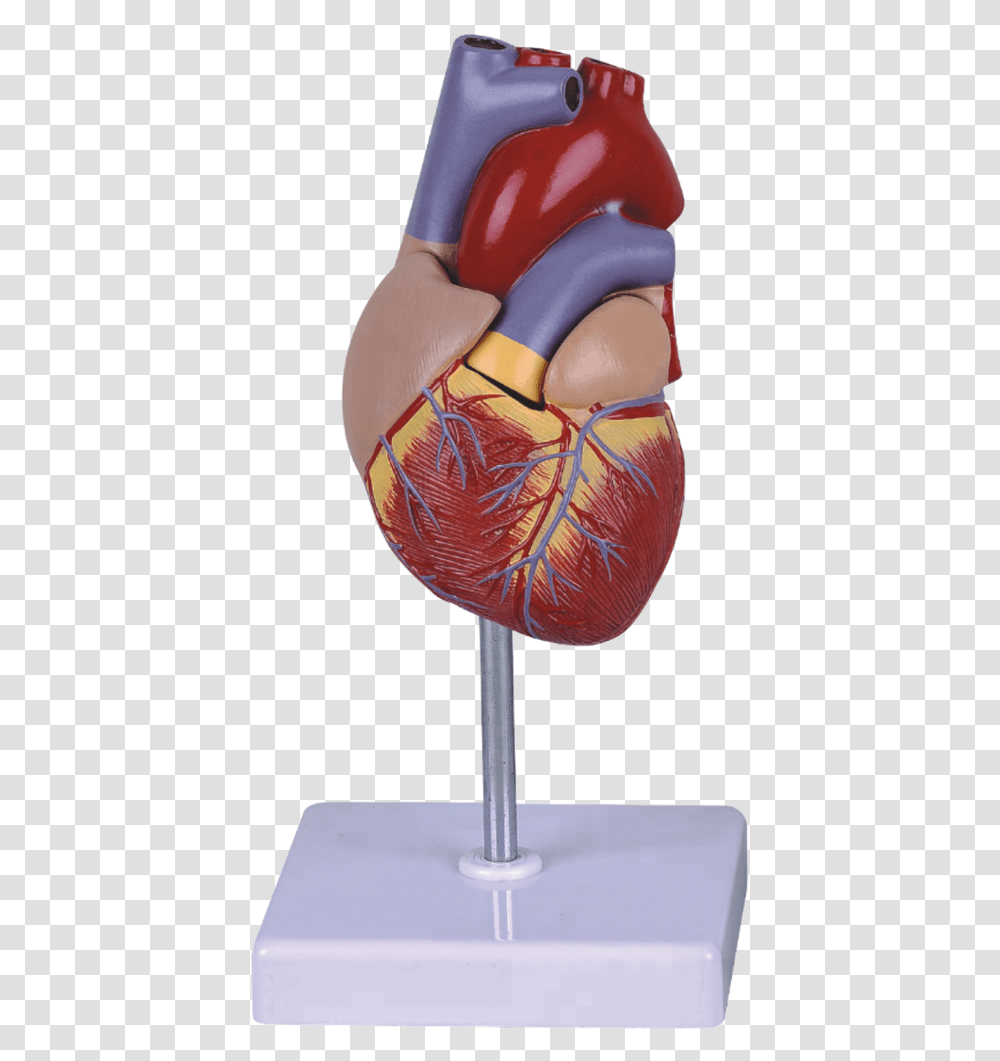 Life Size Human Heart Model For Education Heart Model, Sport, Female, Girl Transparent Png