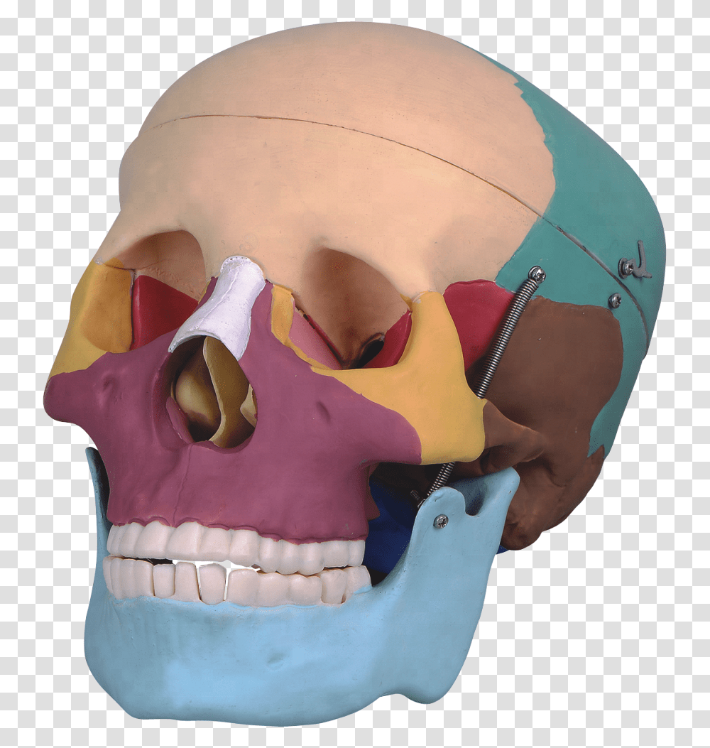 Life Size Human Skull With Colored Skull, Jaw, Person, Teeth, Mouth Transparent Png