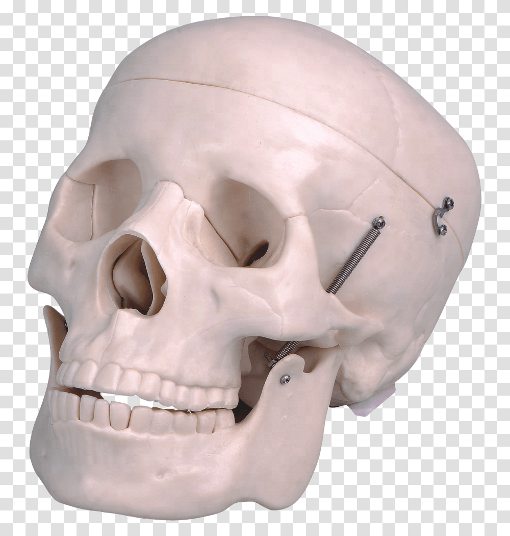 Life Size Plastic Human Skull Skull, Jaw, Head, Person, Diaper Transparent Png