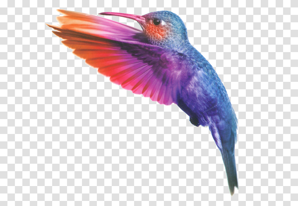 Light Bird, Animal, Bee Eater, Hummingbird, Flying Transparent Png