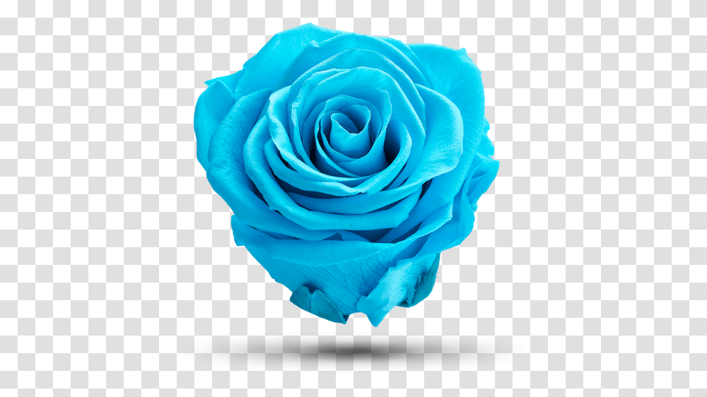Light Blue Castiel Royal Flowers Lovely, Rose, Plant, Blossom, Petal Transparent Png