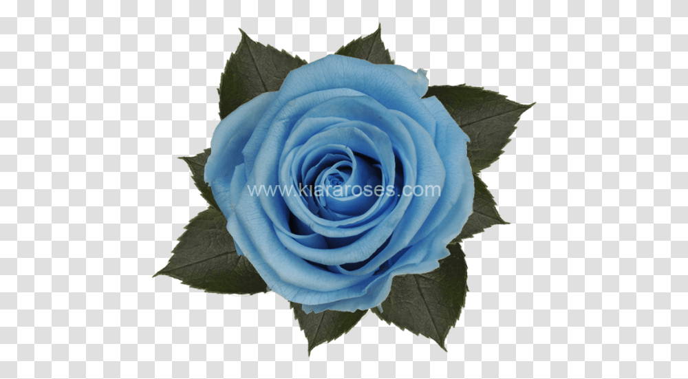 Light Blue Flower, Rose, Plant, Blossom, Petal Transparent Png