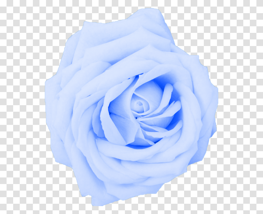 Light Blue Flower, Rose, Plant, Blossom Transparent Png