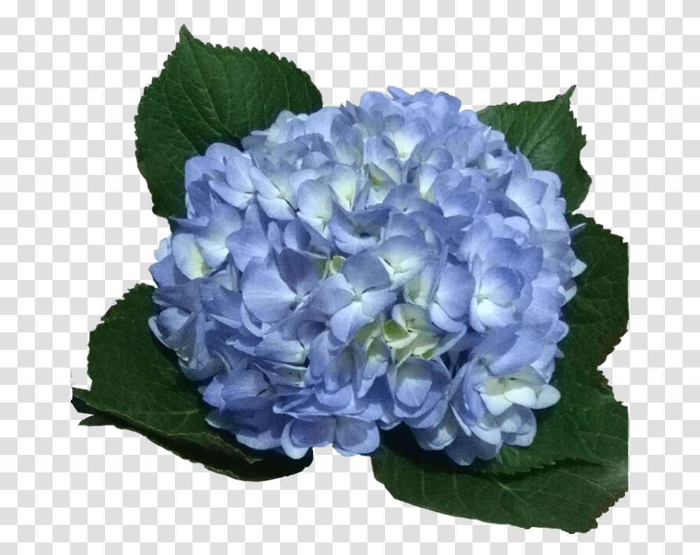 Light Blue Hydrangea, Plant, Geranium, Flower, Blossom Transparent Png