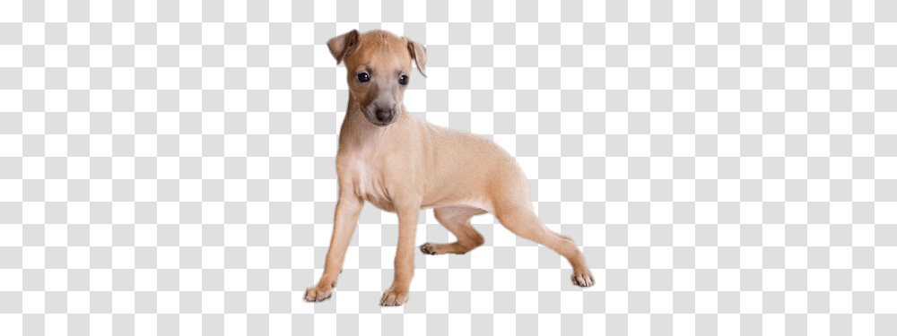 Light Brown Greyhound Puppy Stickpng Italian Greyhound Puppy, Dog, Pet, Canine, Animal Transparent Png