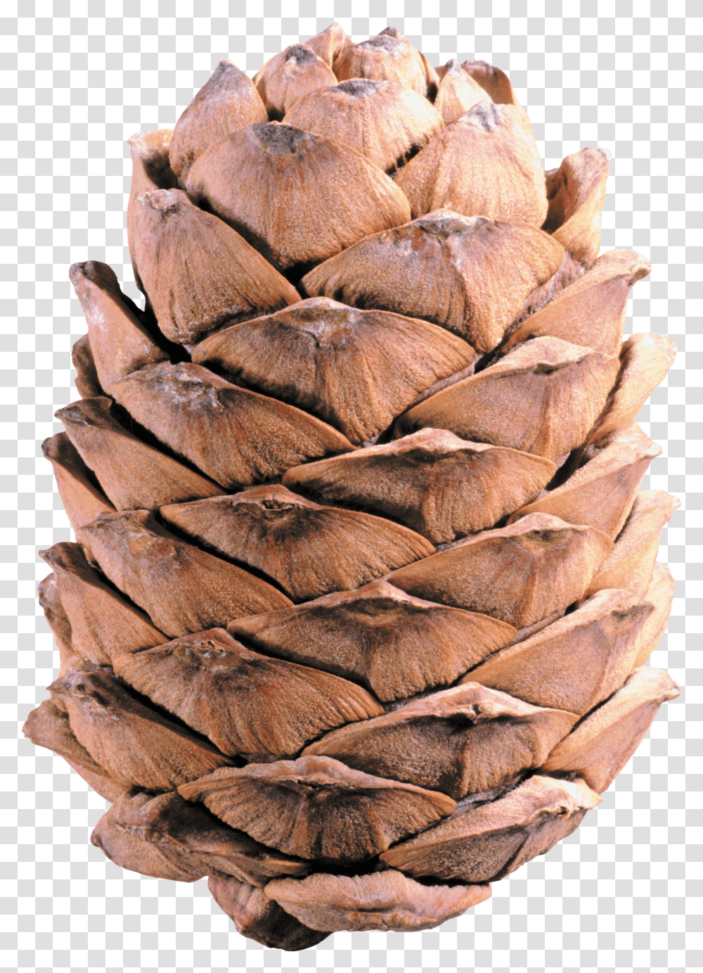 Light Brown Pine Cone, Plant, Produce, Food, Vegetable Transparent Png