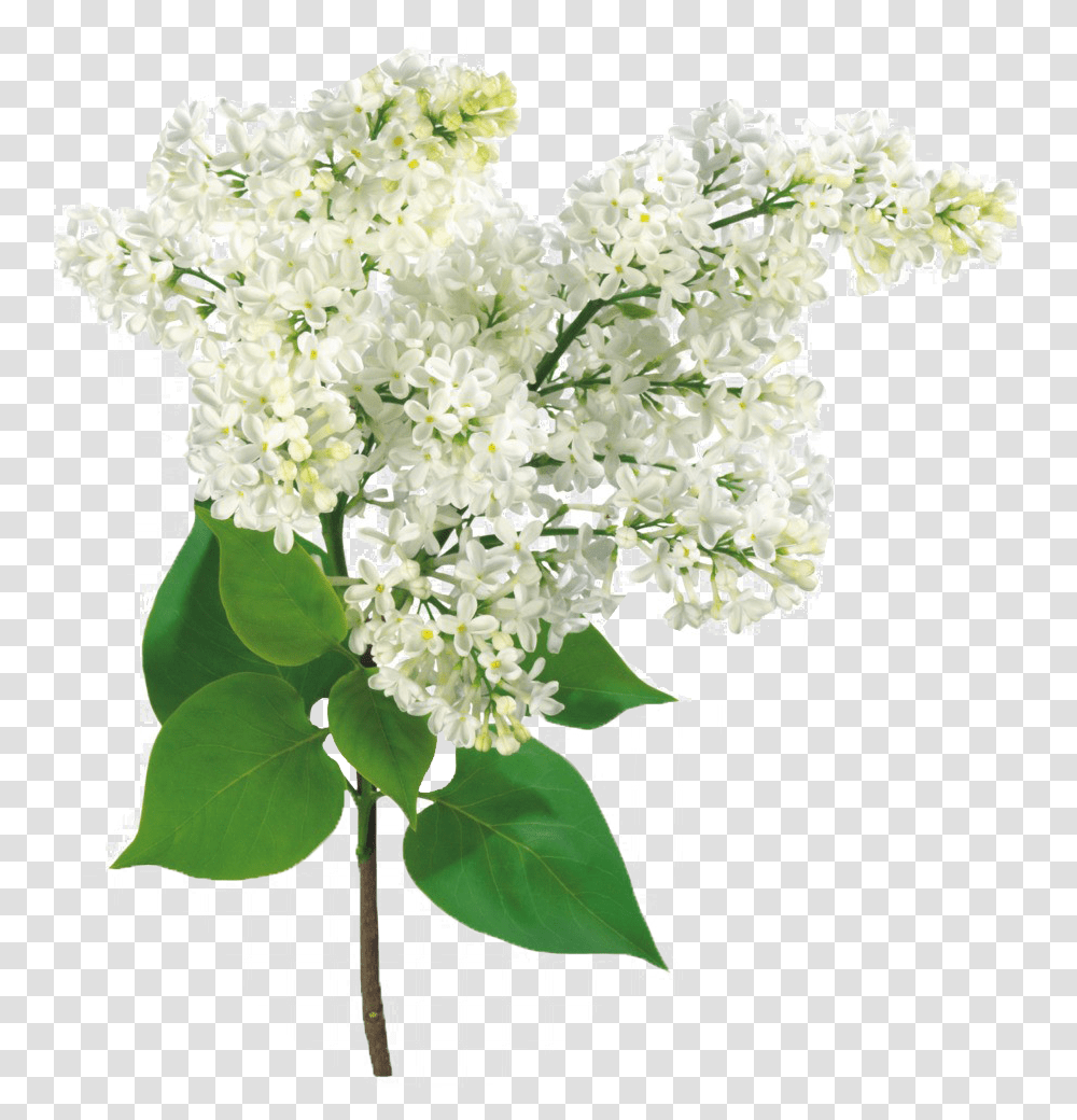 Light Flower Background Background, Plant, Blossom, Lilac, Apiaceae Transparent Png