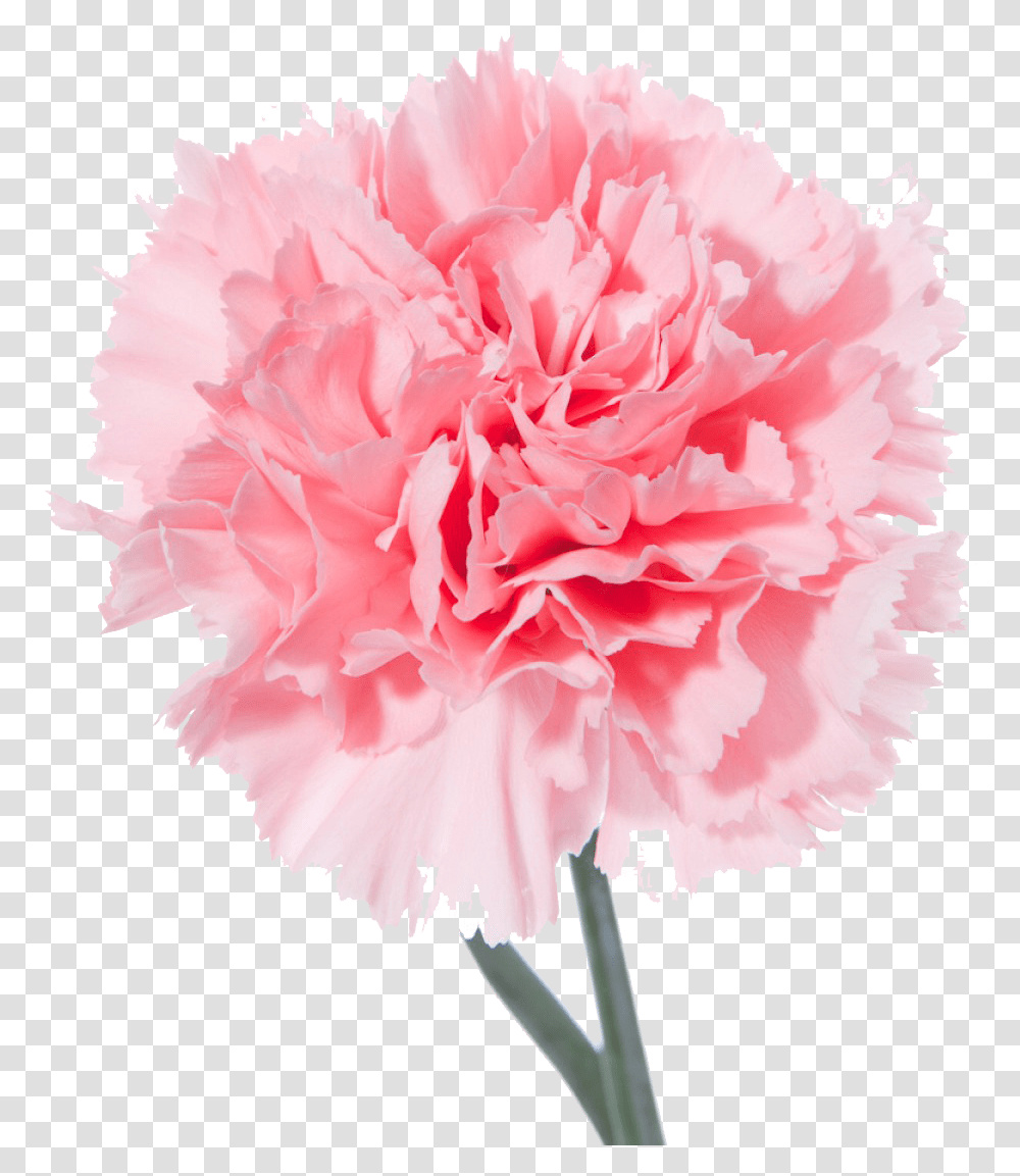 Light Flower Background Free Background, Plant, Carnation, Blossom Transparent Png