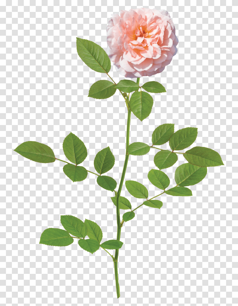 Light Flower Background Photo Apricot Drift Rose, Plant, Blossom, Petal, Leaf Transparent Png