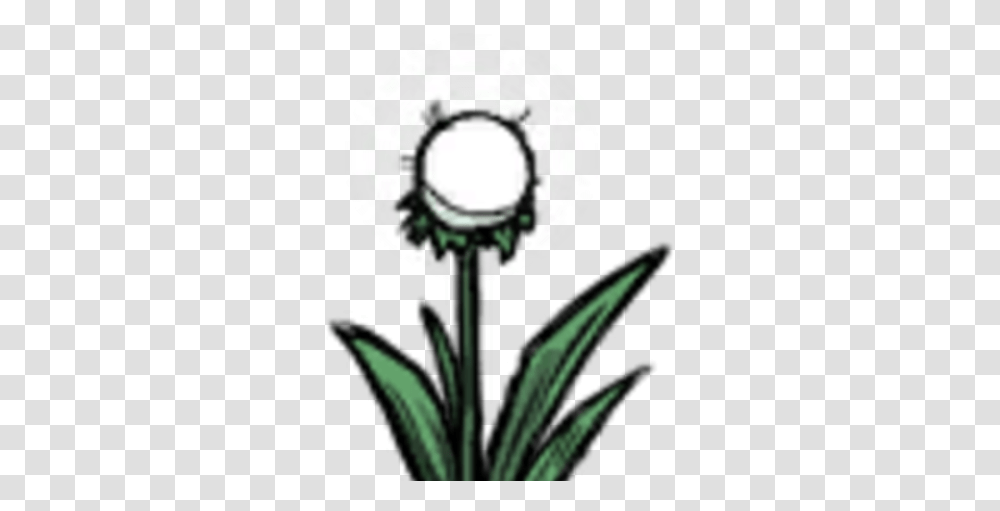 Light Flower Don't Starve Game Wiki Fandom Clip Art, Plant, Blossom, Daisy, Daisies Transparent Png