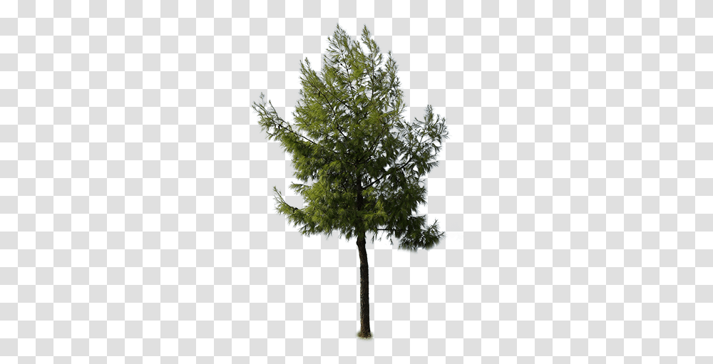 Light Fur Tree Cutout Immediate Entourage Fur Tree Mexican Pinyon, Plant, Conifer, Larch, Moss Transparent Png