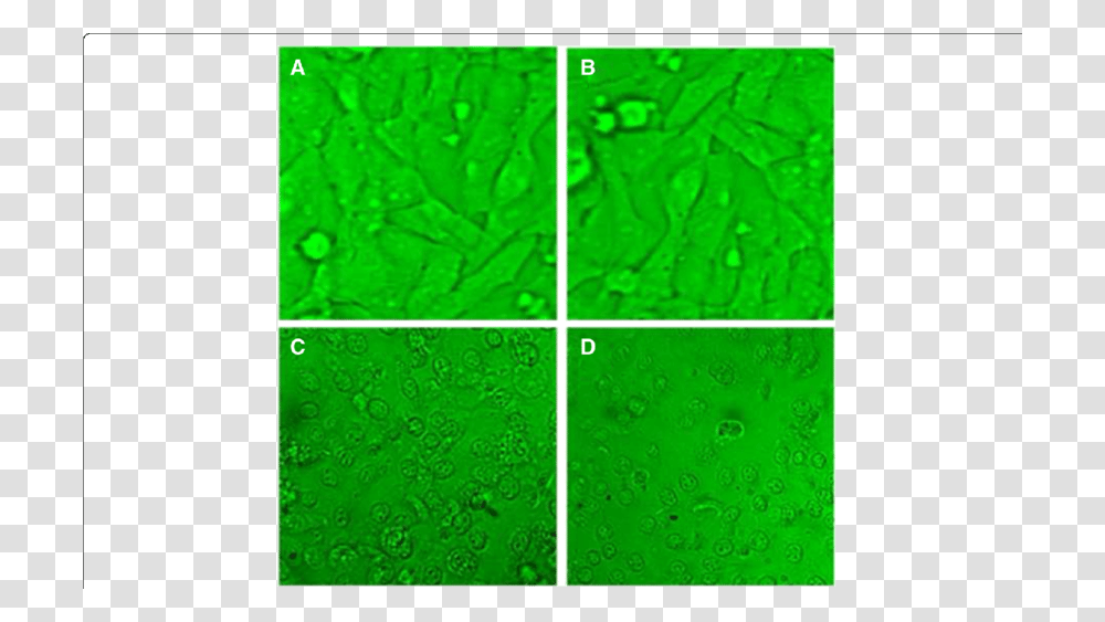 Light Micrographs Of Cc Cell Line After H Of Incubation, Green, Paper, Tissue, Paper Towel Transparent Png