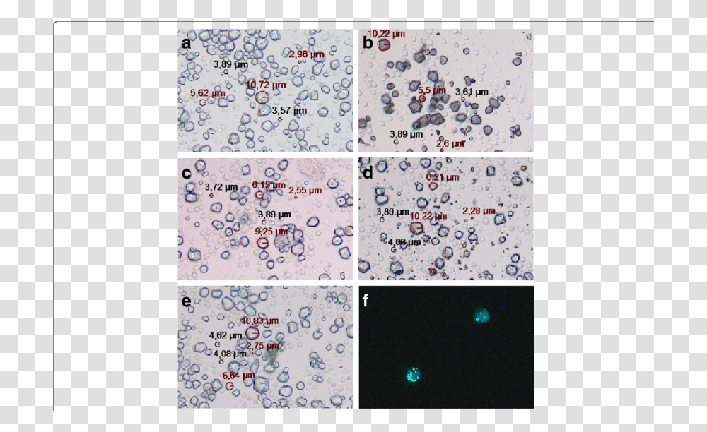 Light Microscopic Images Of Human Pbmcs Together With Motif, Paper, Confetti, Pattern Transparent Png