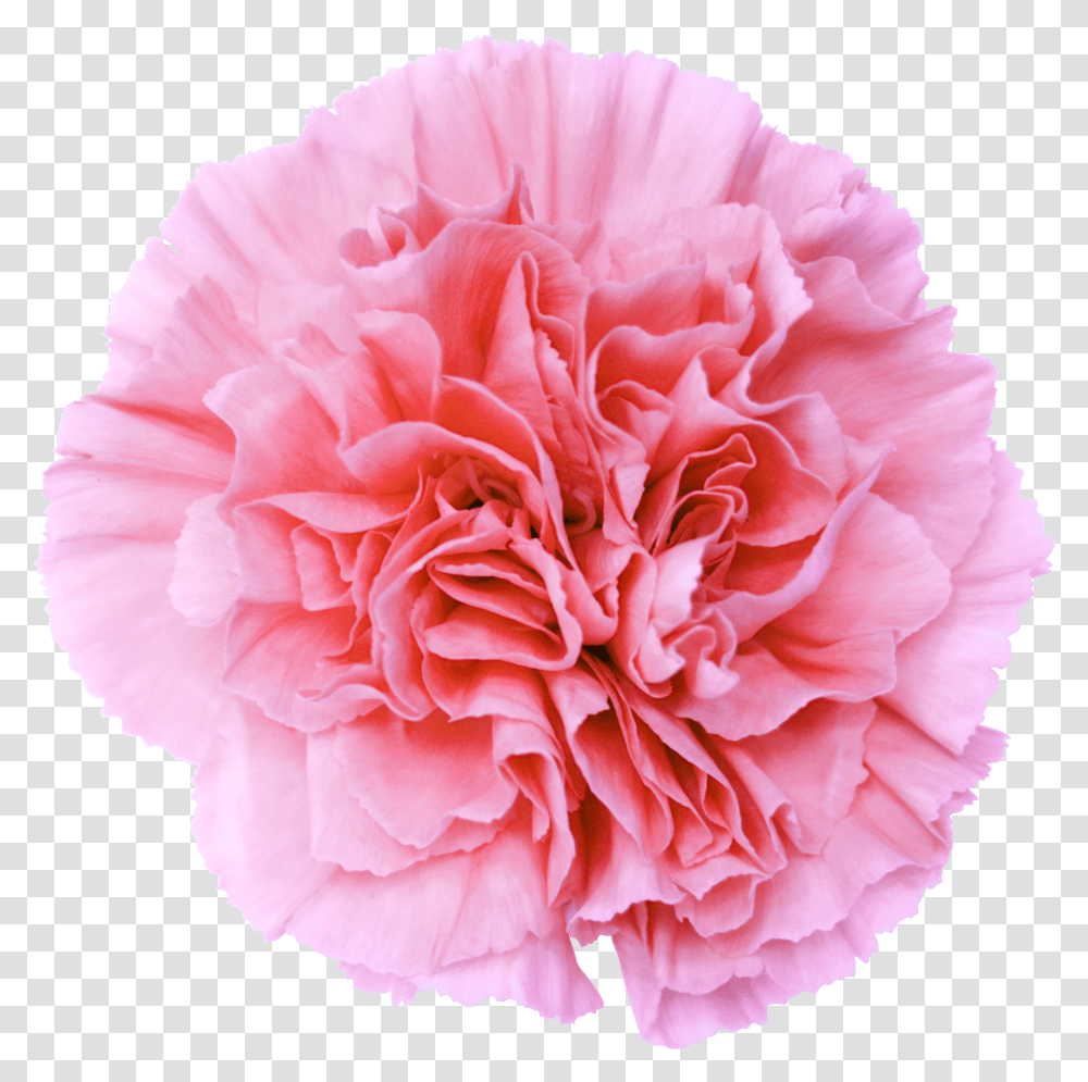 Light Pink Flower Transparent Png