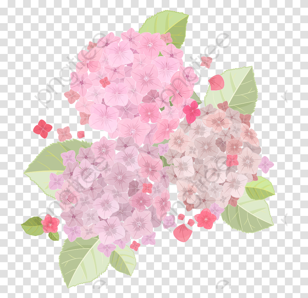 Light Pink Flowers, Plant, Blossom, Carnation, Petal Transparent Png