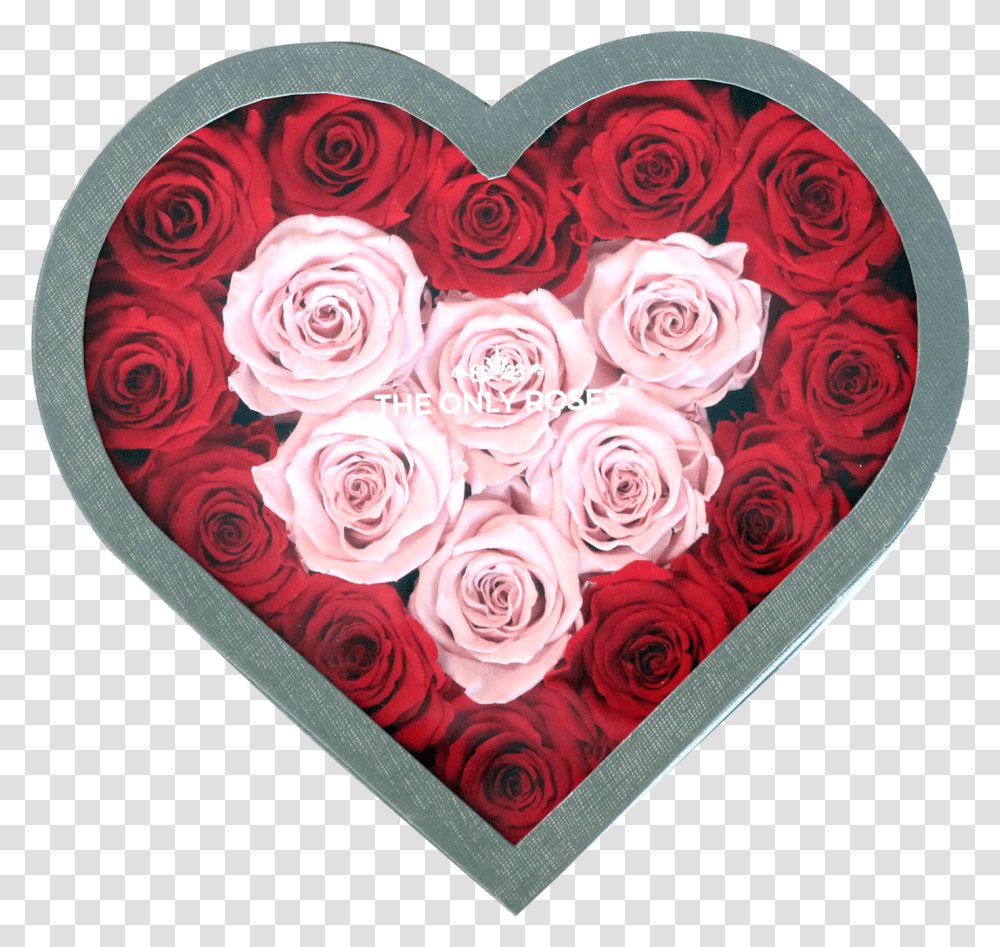 Light Pink Preserved Roses Day, Heart, Flower, Plant, Blossom Transparent Png