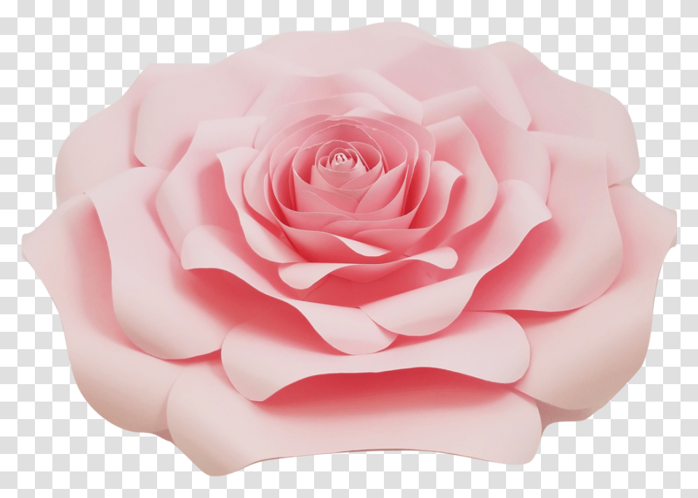 Light Pink Rose Light Pink Roses, Flower, Plant, Blossom Transparent Png