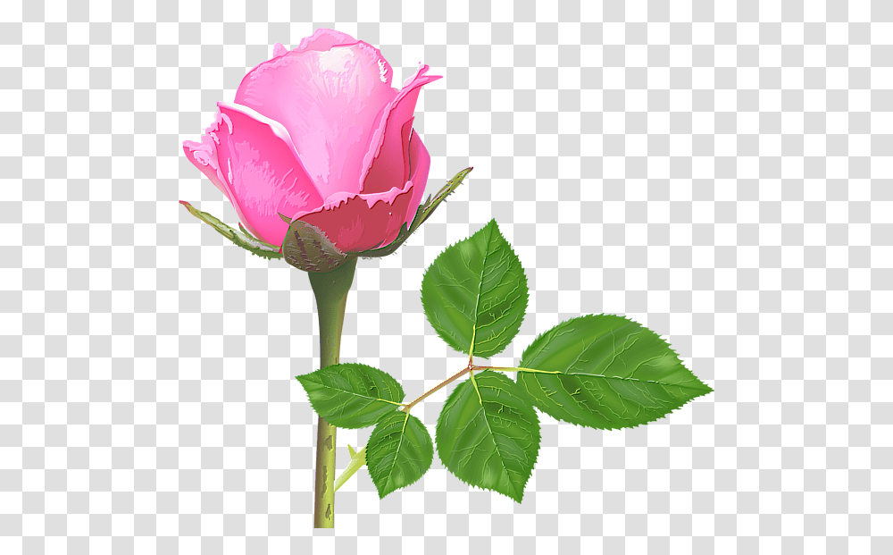 Light Pink Rose Pink Rose Flower Pink Roses Rose Single Pink Rose Flowers, Plant, Blossom, Leaf Transparent Png