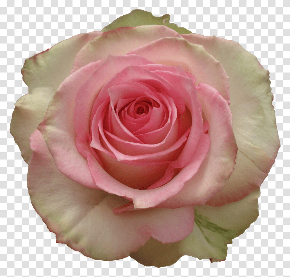 Light Pink Rose Transparent Png
