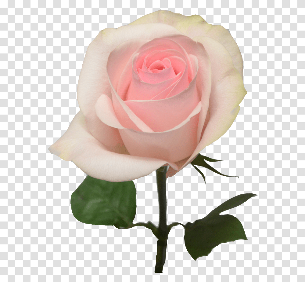 Light Pink Roses, Flower, Plant, Blossom, Petal Transparent Png