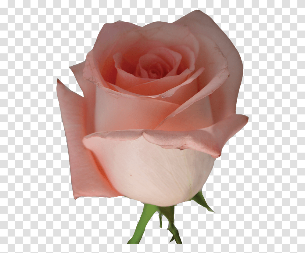 Light Pink Roses Garden Roses, Flower, Plant, Blossom, Petal Transparent Png