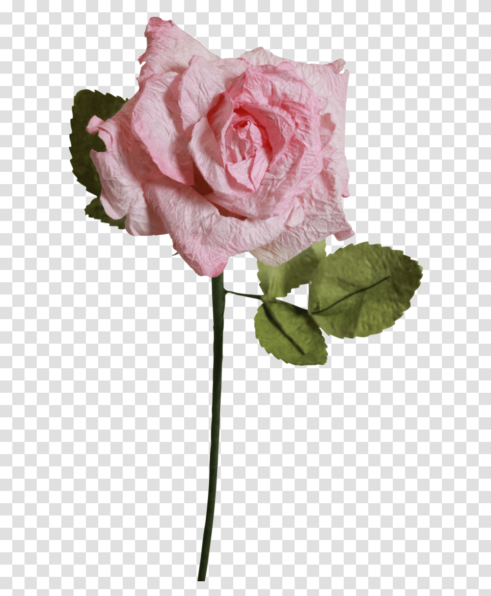 Light Pink Roses Light Pink Pink Rose Clear Background, Plant, Flower, Blossom, Petal Transparent Png