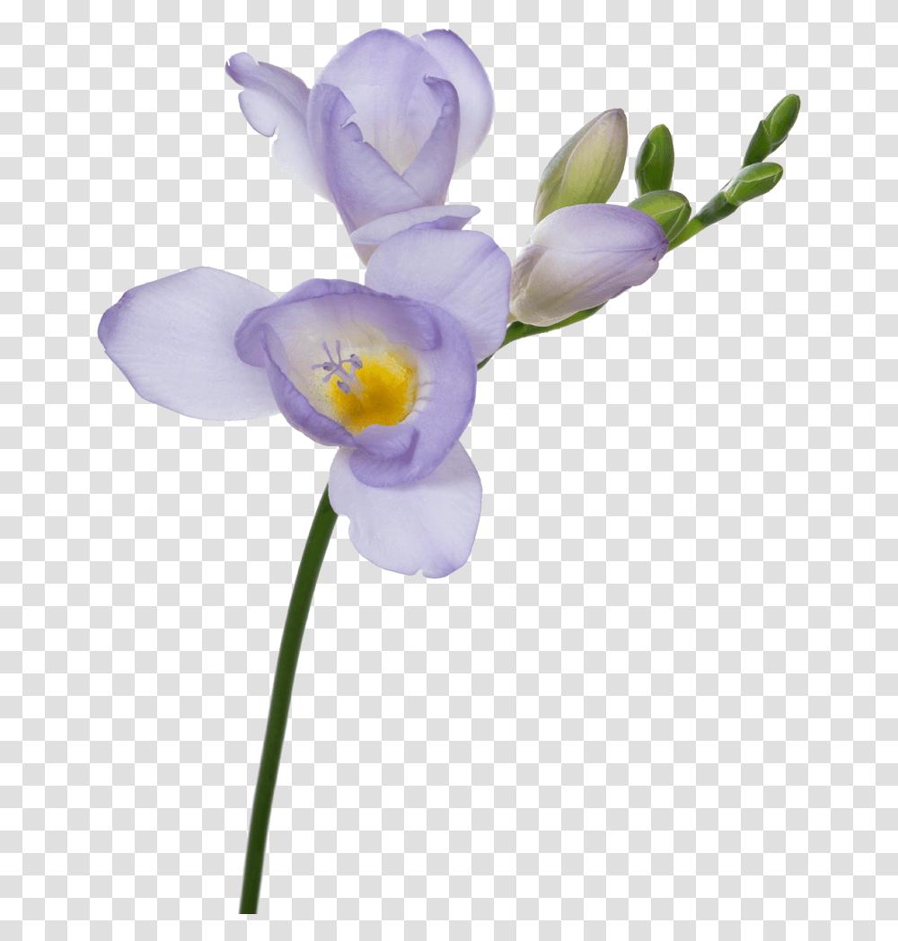 Light Purple Flower, Plant, Iris, Blossom, Orchid Transparent Png