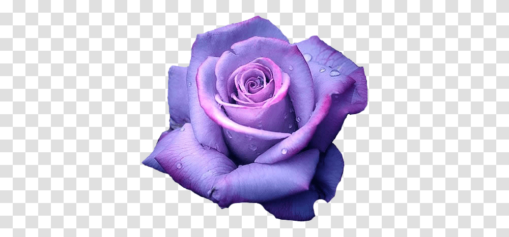 Light Purple Rose Background, Flower, Plant, Blossom, Person Transparent Png