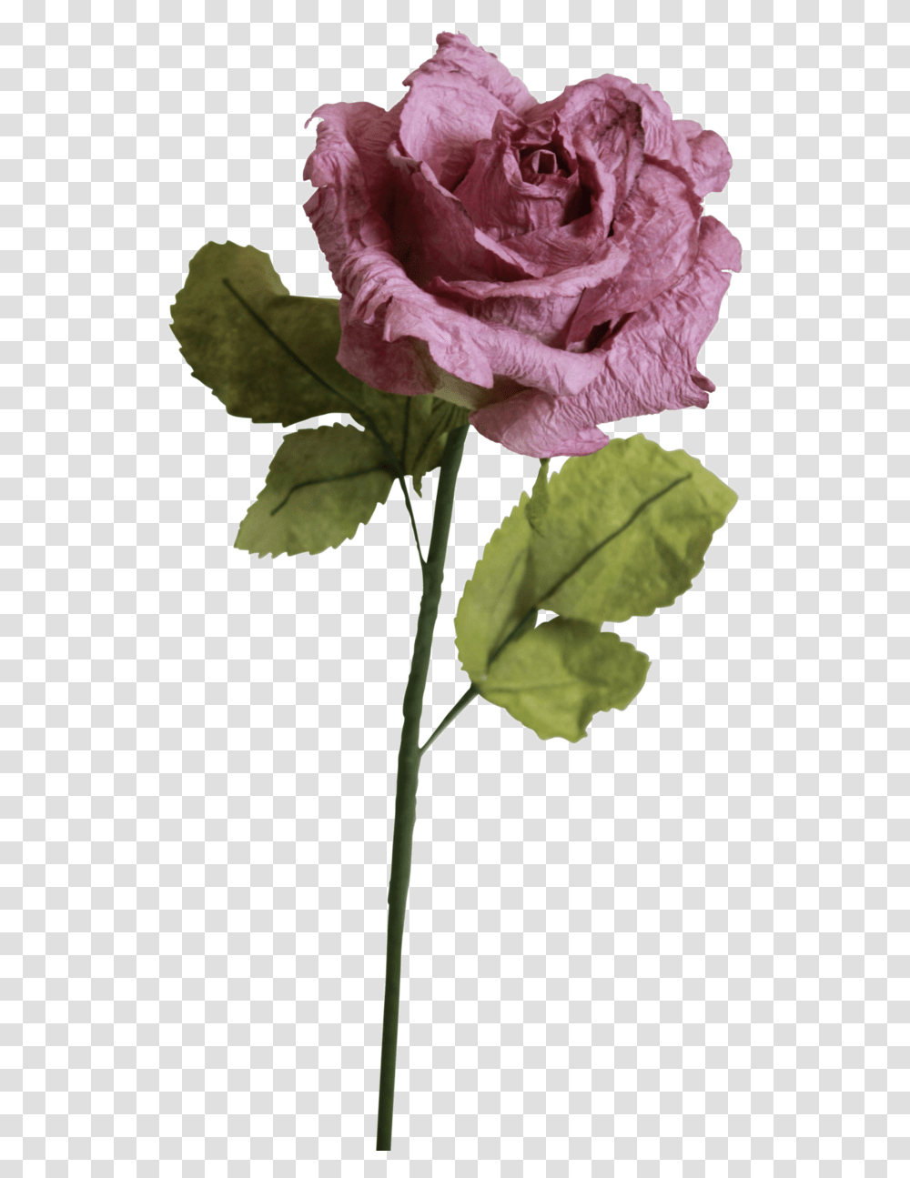 Light Purple Roses Light Pink Rose, Leaf, Plant, Flower, Blossom Transparent Png