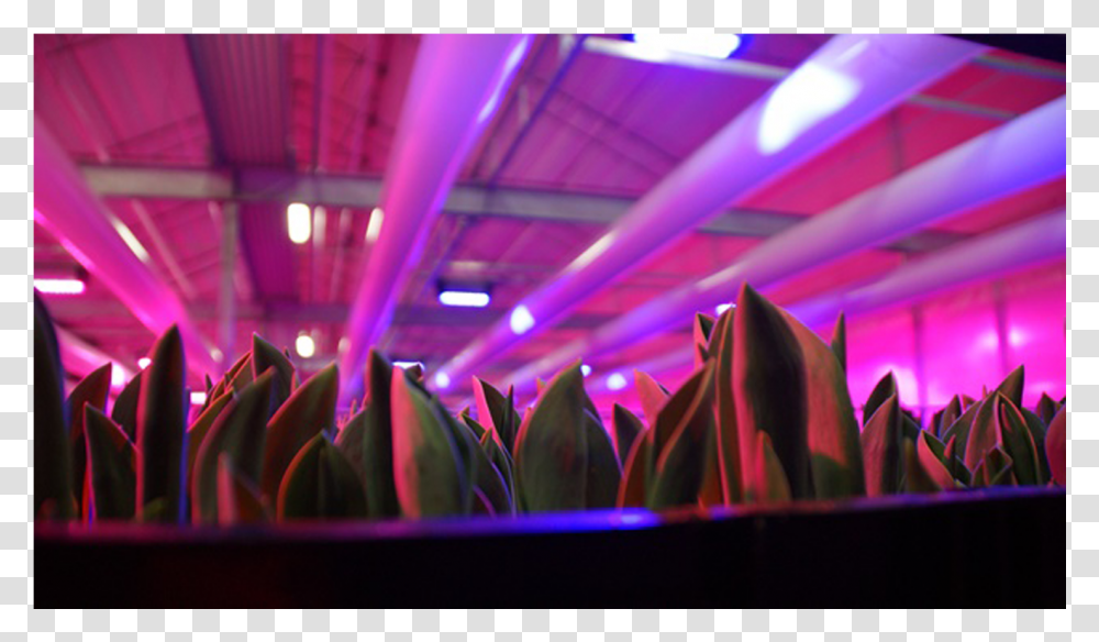 Lighting, Purple, Laser, Plant Transparent Png