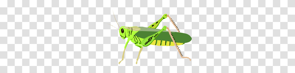 Lightning Bug Clip Art Images, Grasshopper, Insect, Invertebrate, Animal Transparent Png