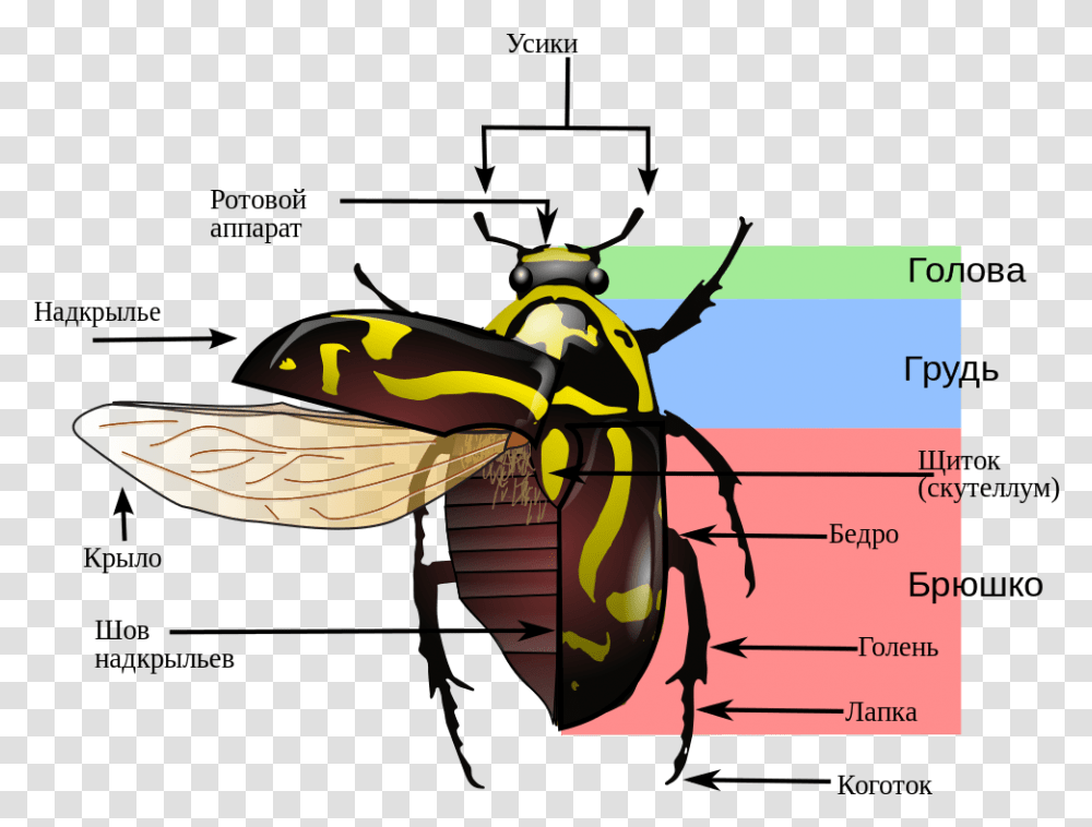Lightning Bug Variegated Mud Loving Beetle Diagram, Wasp, Insect, Invertebrate, Animal Transparent Png