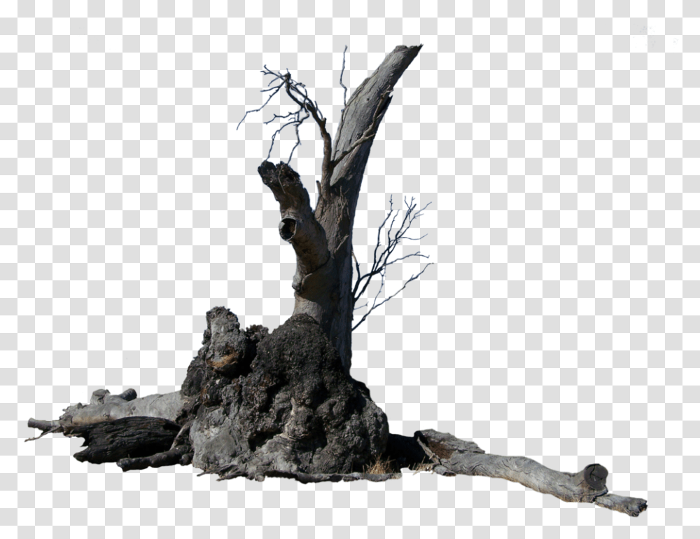 Lightning Tree Precut By Stockopedia D4rvisp Lightning Tree, Plant, Potted Plant, Vase, Jar Transparent Png