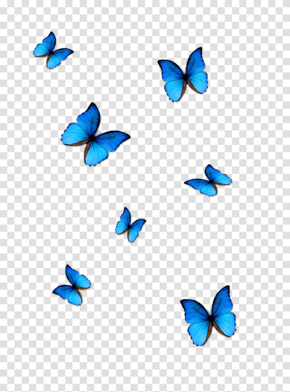 Lightroom Butterfly Effect Editing Butterfly Download Blue, Insect, Invertebrate, Animal, Flying Transparent Png