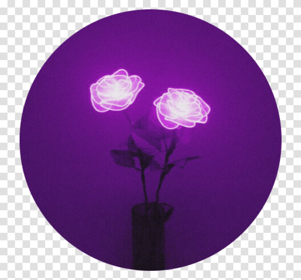 Lights Rose Purple Flower Aesthetic Purpleaesthetic Purple Aesthetic, Moon, Outer Space, Night, Astronomy Transparent Png