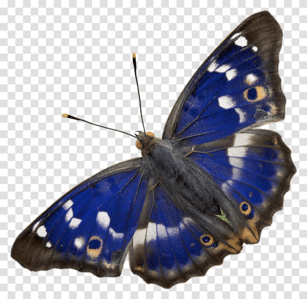 Liked Like Share Purple Emperor Butterfly Full Size Purple Emperor Butterfly, Insect, Invertebrate, Animal, Moth Transparent Png