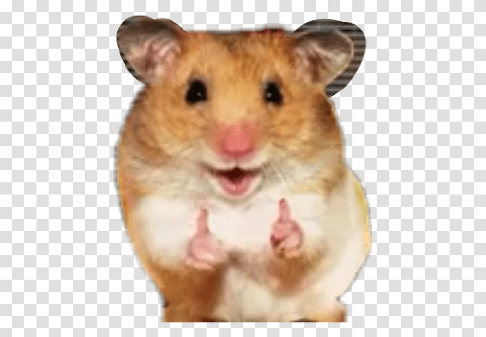 Likegoodkiut Hamster Happy Himomos, Rodent, Mammal, Animal, Pet Transparent Png