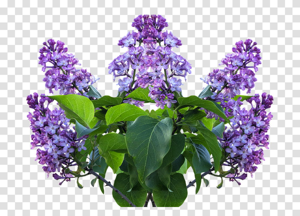 Lilac 960, Flower, Plant, Blossom, Acanthaceae Transparent Png