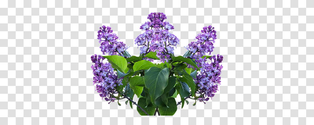 Lilac Nature, Plant, Flower, Blossom Transparent Png