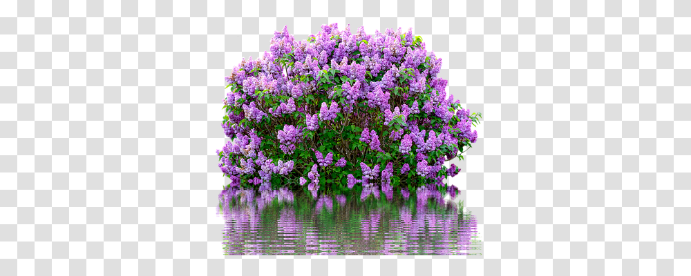 Lilac Nature, Plant, Flower, Blossom Transparent Png