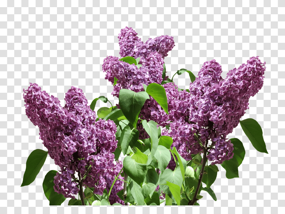 Lilac Nature, Plant, Flower, Blossom Transparent Png