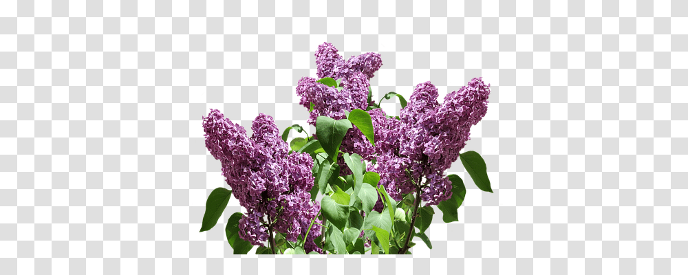 Lilac Nature, Plant, Flower, Blossom Transparent Png