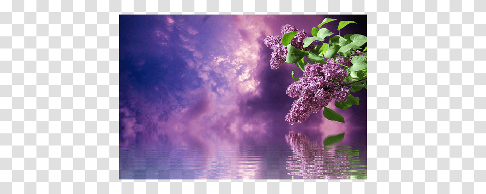 Lilac Nature, Plant, Flower, Bush Transparent Png