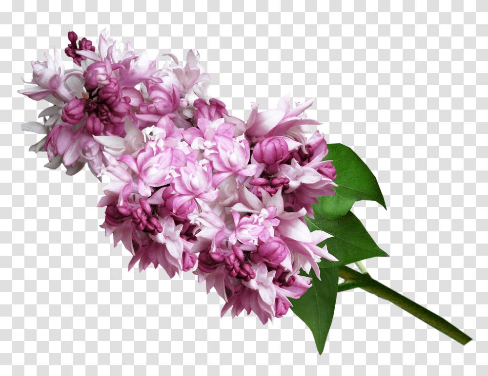 Lilac 960, Flower, Plant, Blossom, Geranium Transparent Png