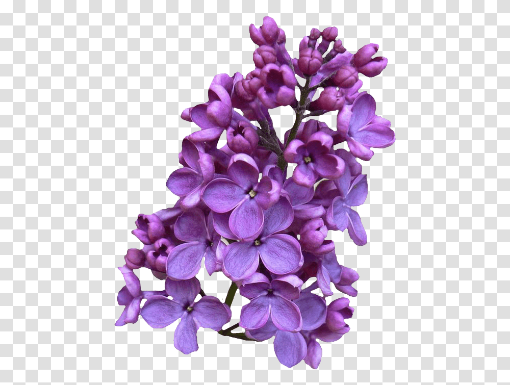 Lilac Clipart Lilac, Plant, Flower, Blossom, Purple Transparent Png
