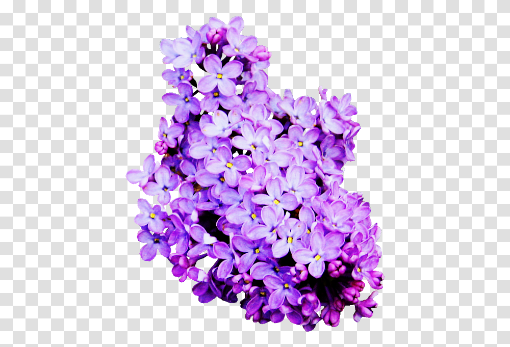 Lilac Colour Flower, Plant, Blossom, Petal Transparent Png