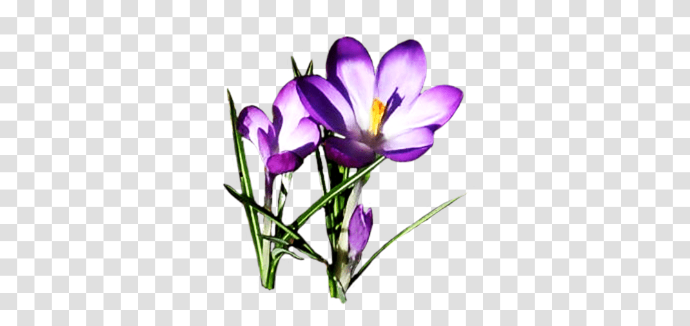 Lilac Crocus Smileys Flowers Flower Clipart, Plant, Blossom, Purple, Iris Transparent Png