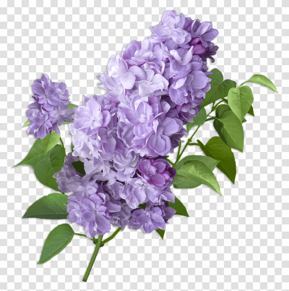 Lilac Cut Flowers Violet Hydrangea Lilacs Flower Background, Plant, Blossom, Brick, Vegetation Transparent Png