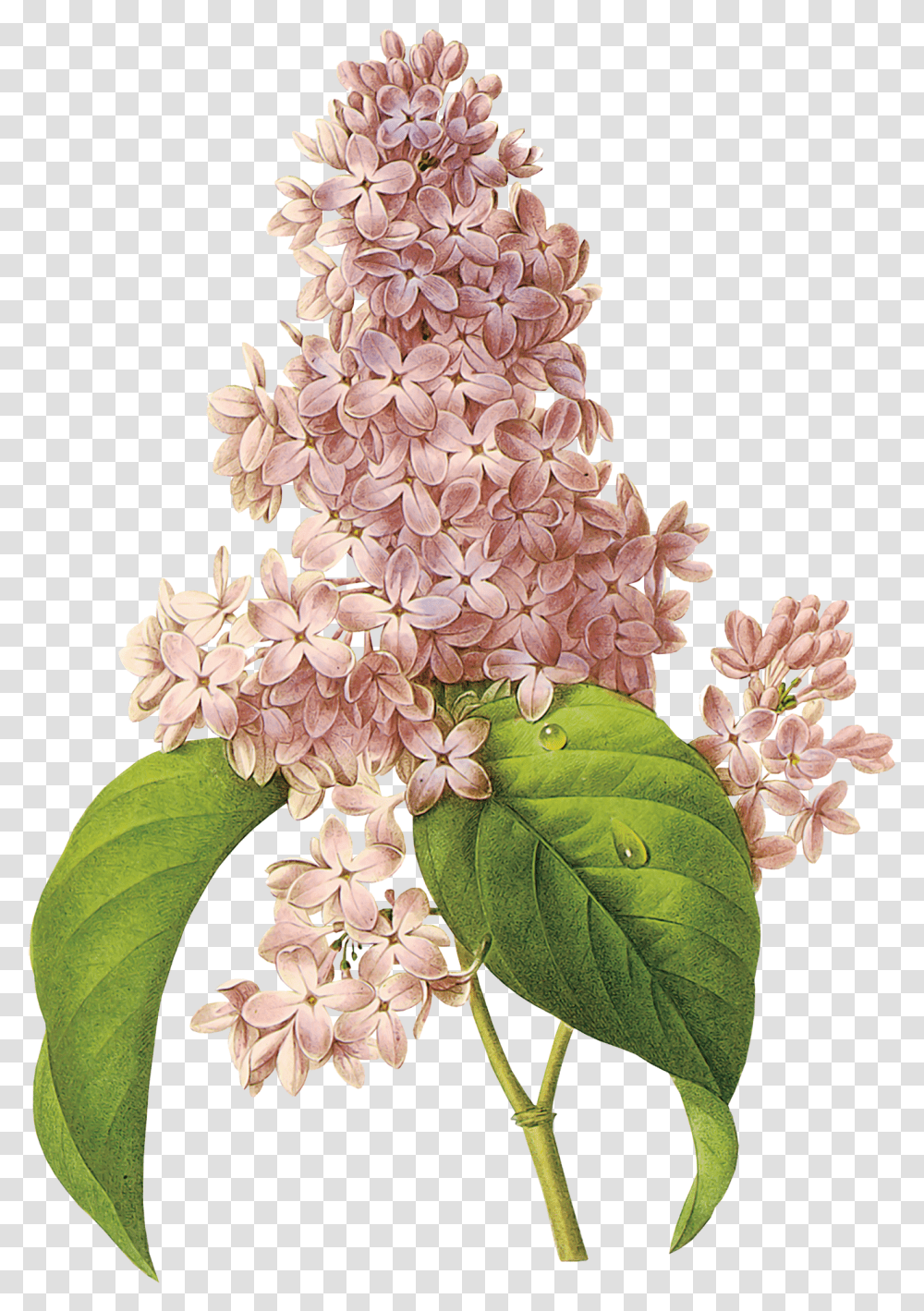 Lilac Flores De Colores Que Parecen De Algodon, Plant, Flower, Blossom, Wedding Cake Transparent Png
